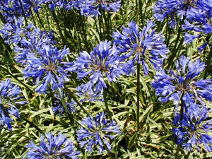 Bild von Agapanthus